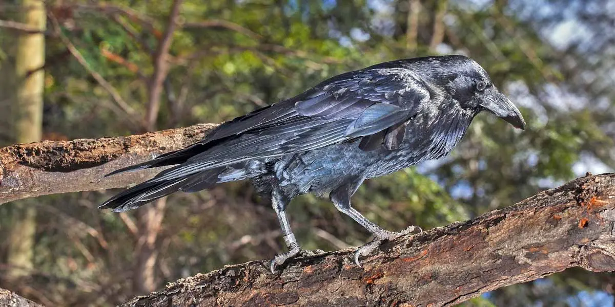 common raven smithsonian