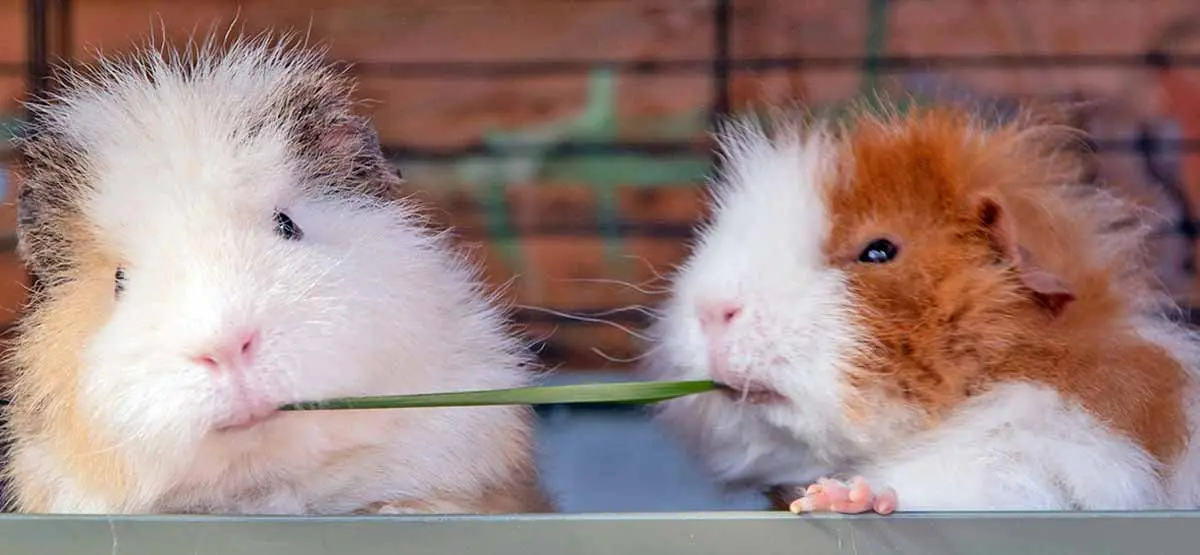 two guinea pigs share blade of grass