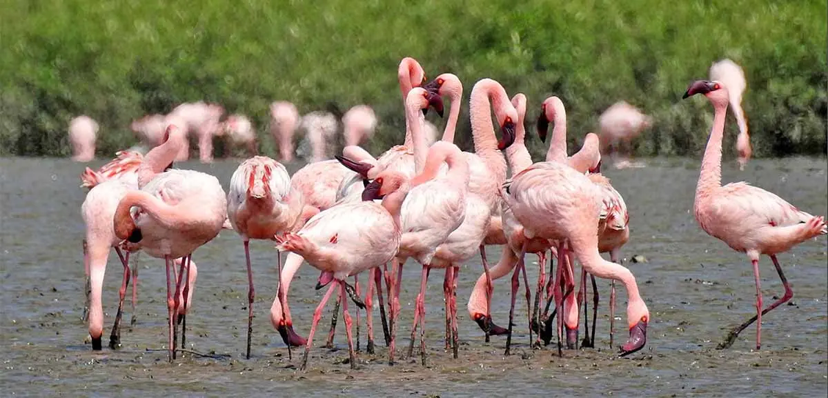 a group of lesser flamingos