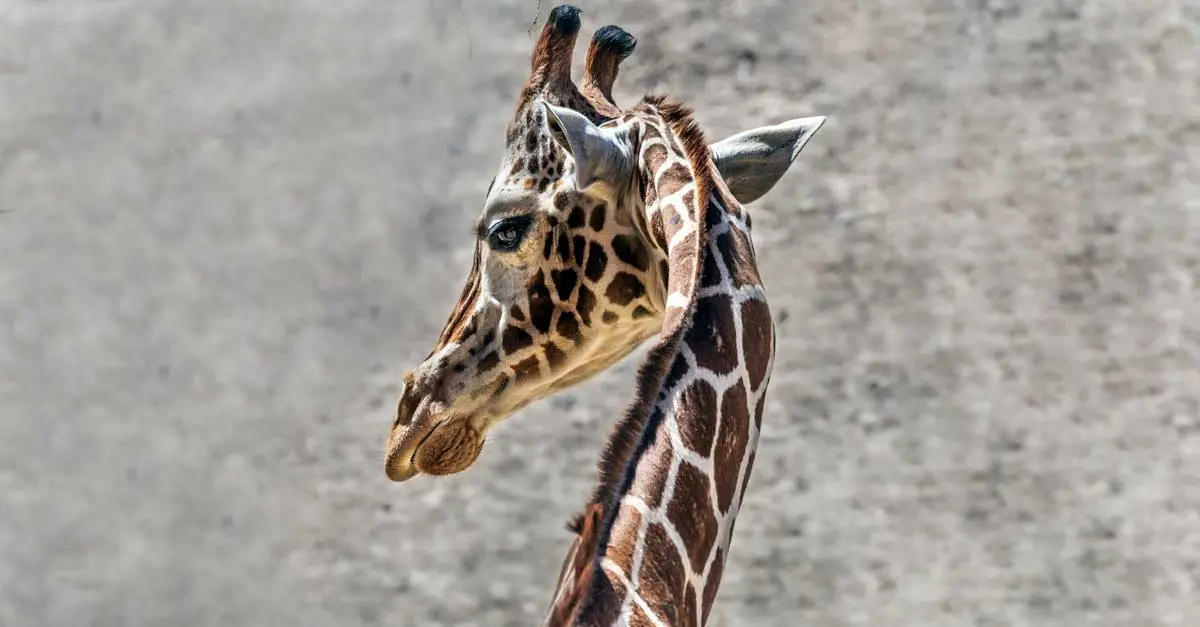 giraffe turning its head