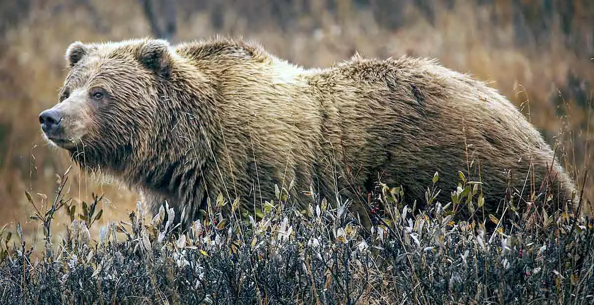 bear in field of grass
