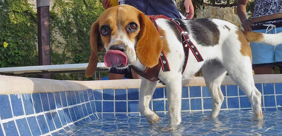 beagle in the pool