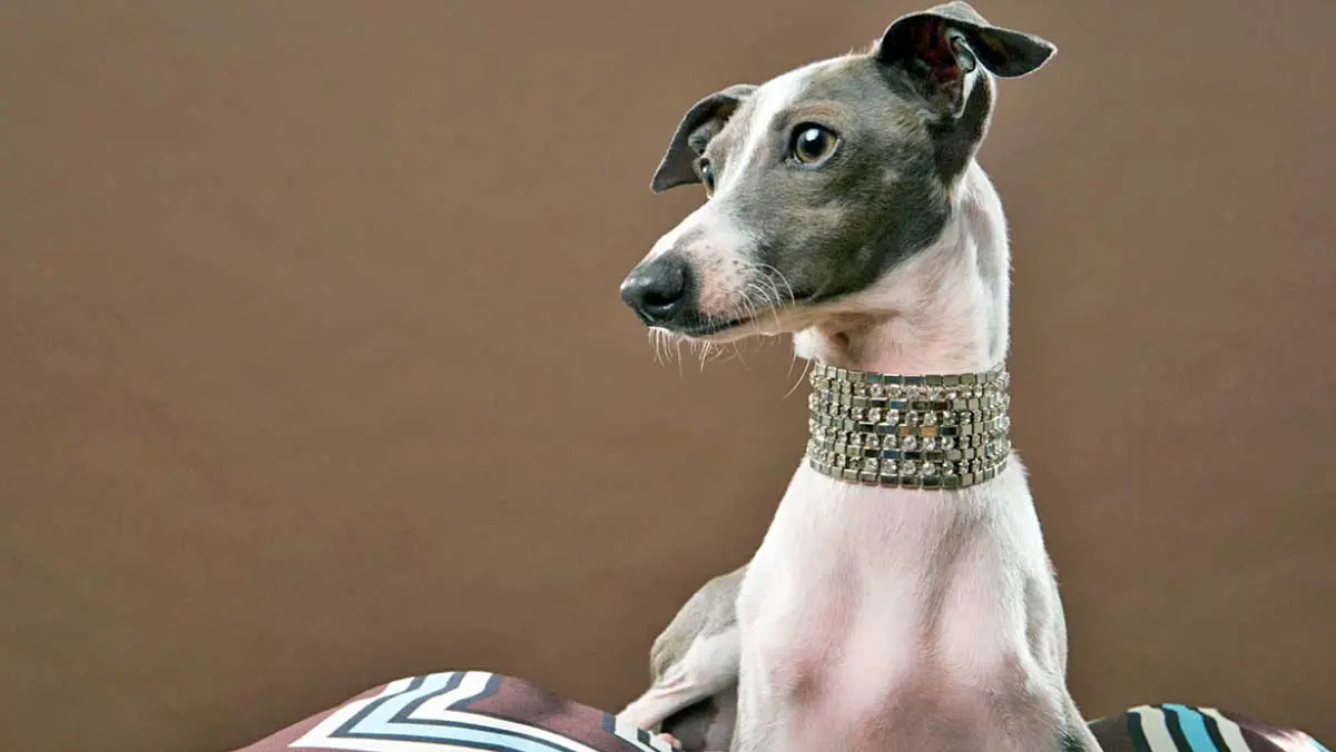 fancy italian greyhound