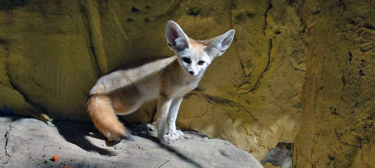 fennec fox on rock