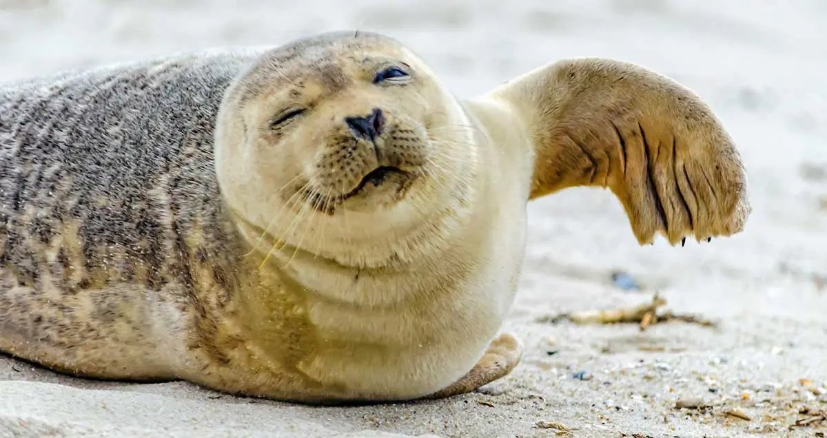 seal flipper closeup