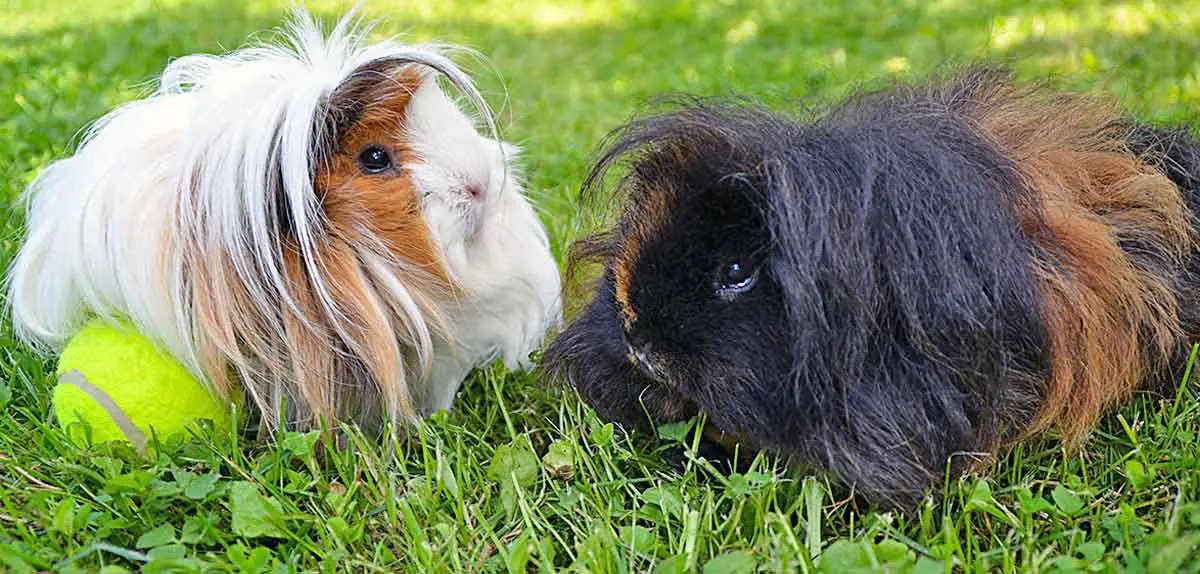 Peruvian guinea pigs