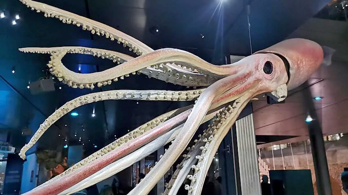giant squid muséum national d_histoire naturelle