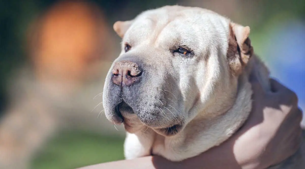 Tan Shar Pei Dog Being Rubbed by Owner
