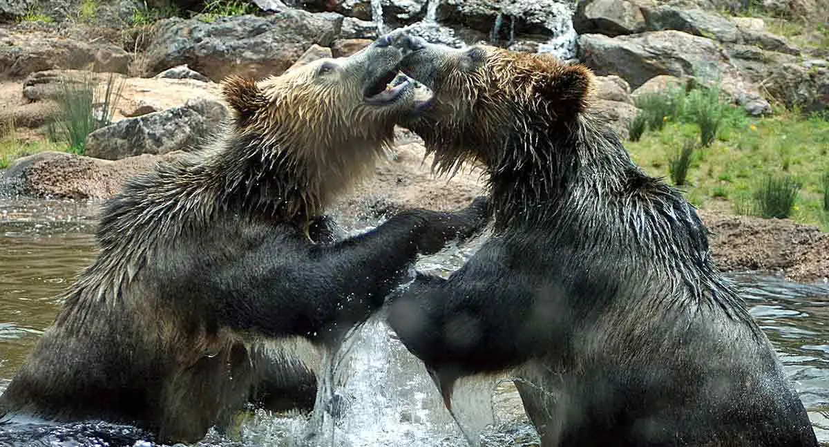 two grizzly bears