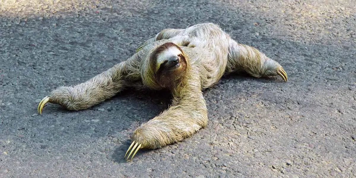 sloth crossing street