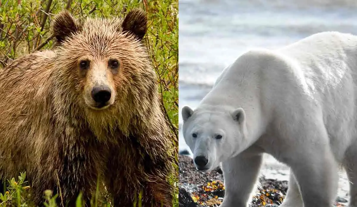 grizzly bear and polar bear