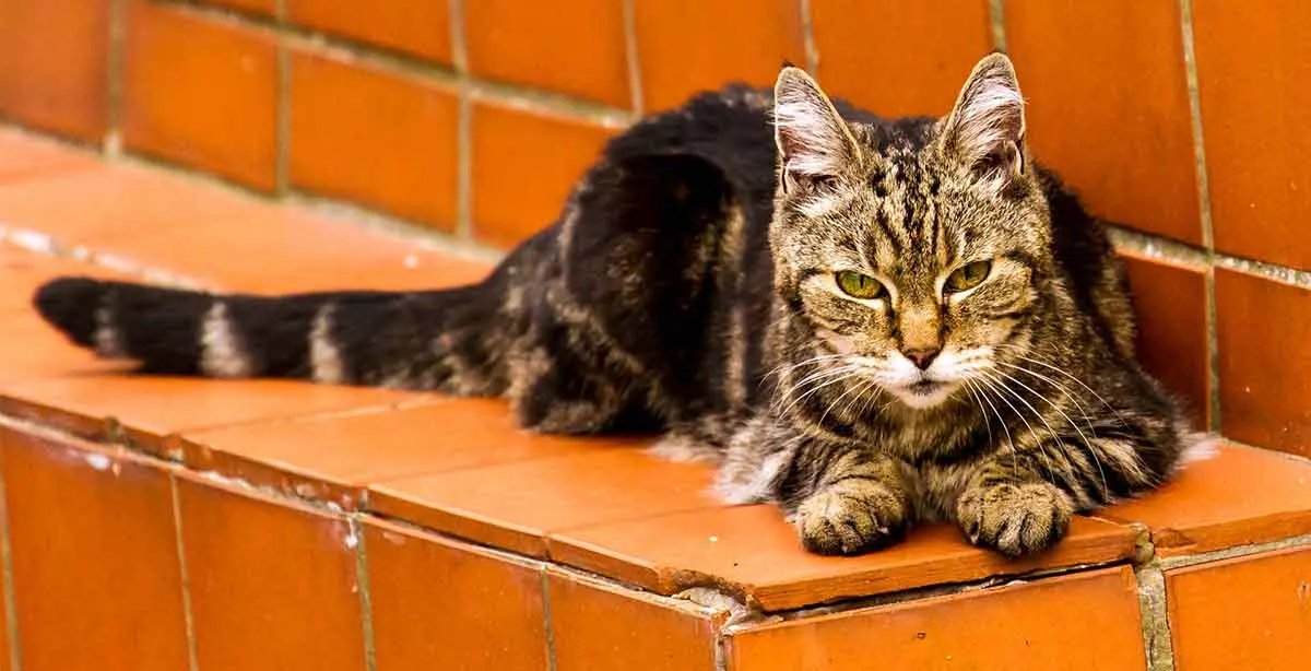 old tabby cat on steps