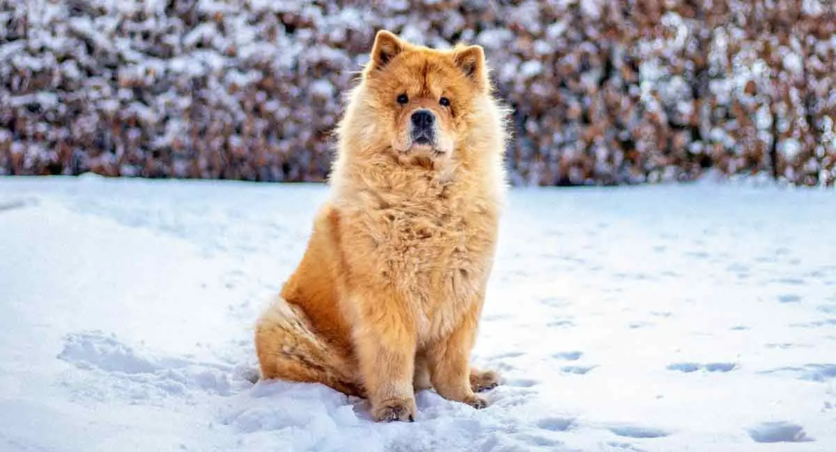 chow chow sitting in snow