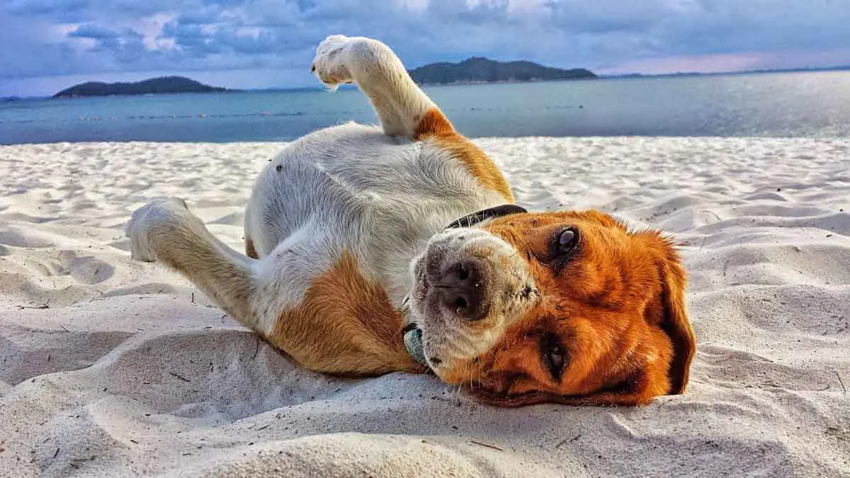 beagle dog beach summer