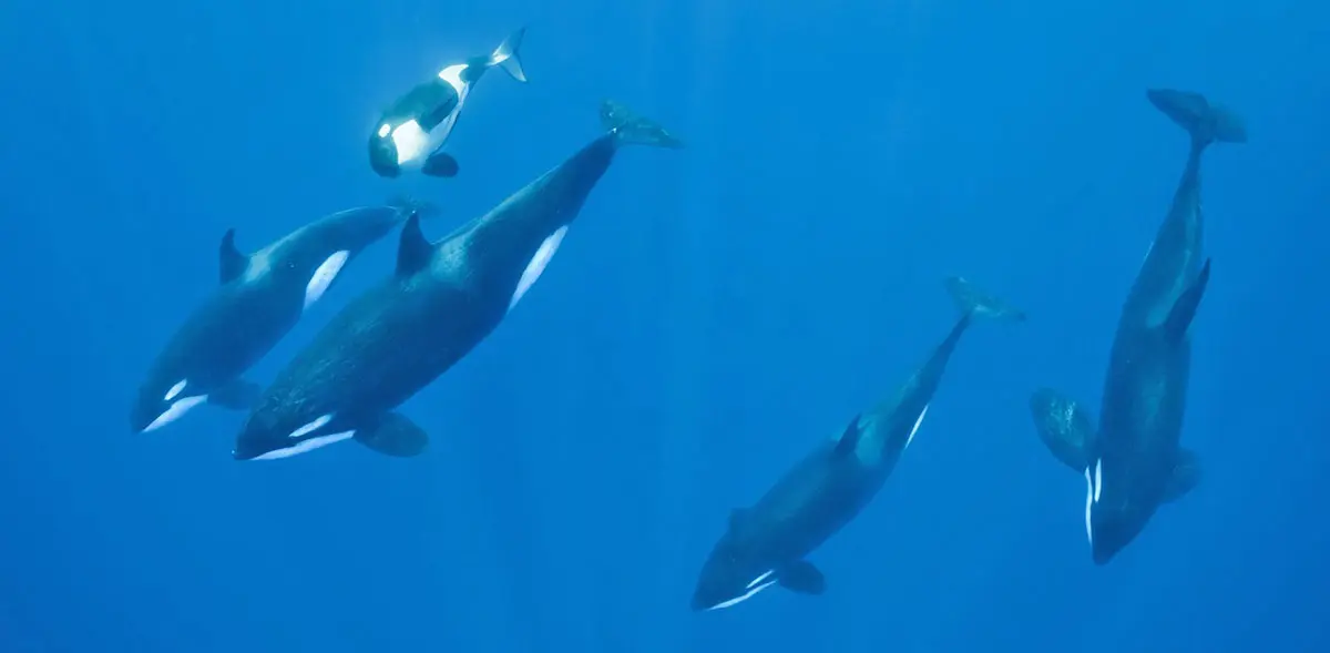 orcas deep dive