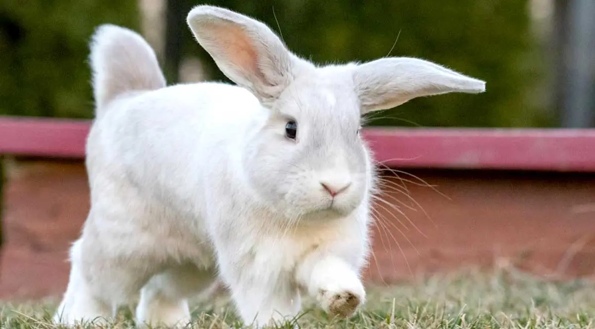 white rabbit running walking through grass