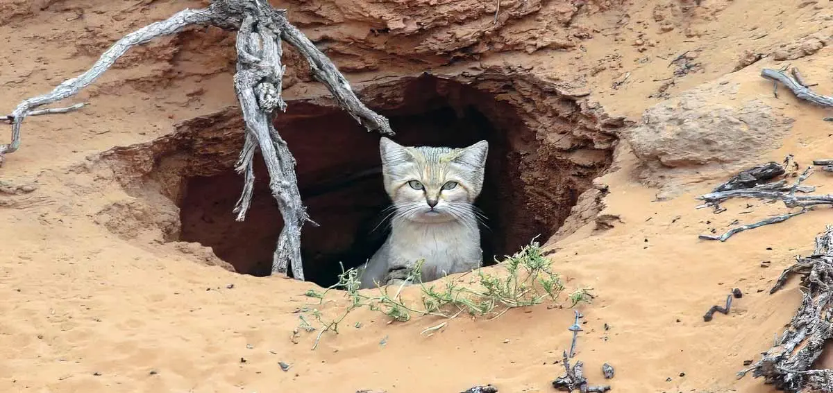 sand cat burrow