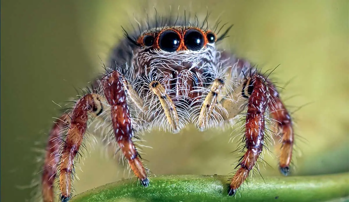 upclose picture of spider with eyes