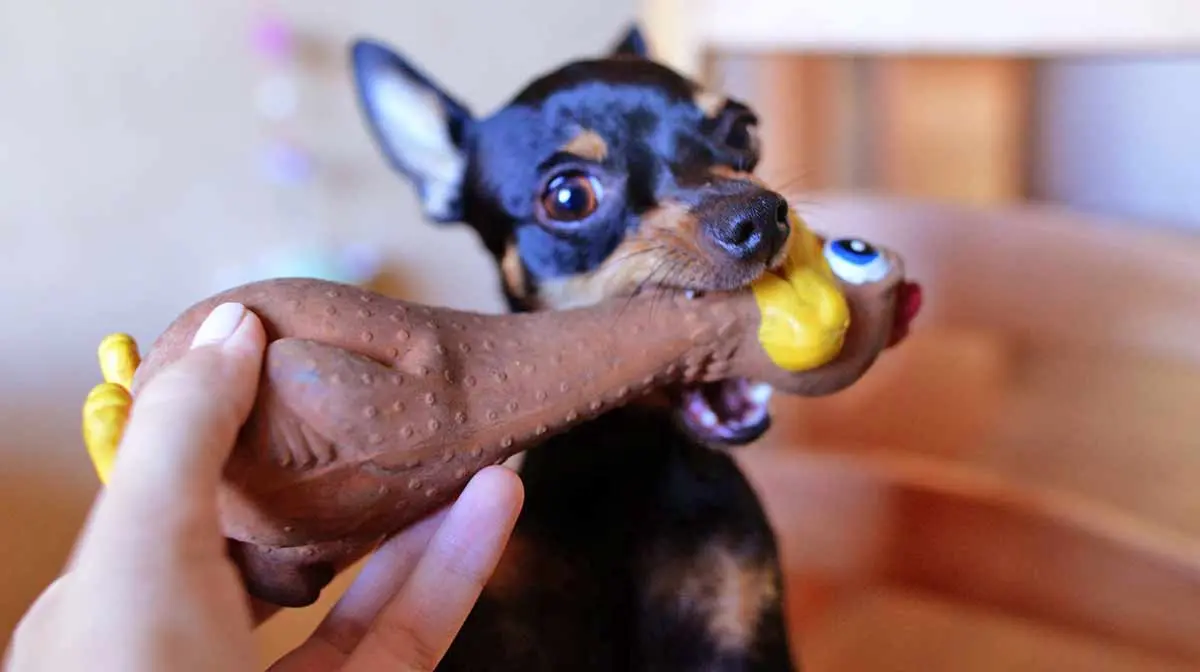 dog with squeeky toy