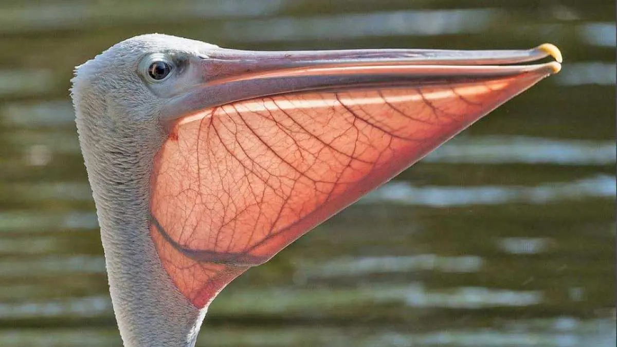 pelican gular bloodvessels pouch
