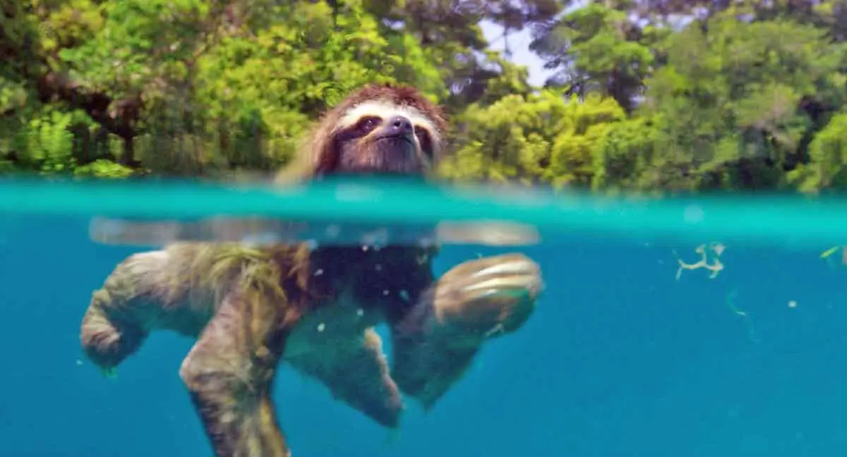 Sloth swimming in water