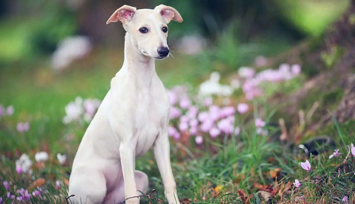whippet sitting in grass