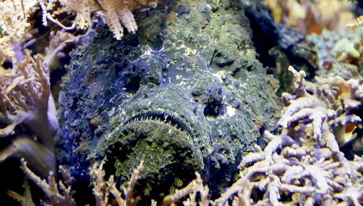 stonefish hidden amongst coral close up