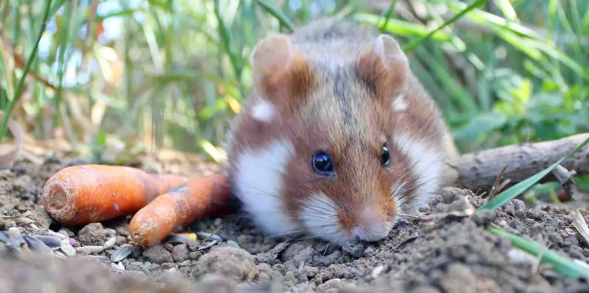 wild hamster in field with carrots