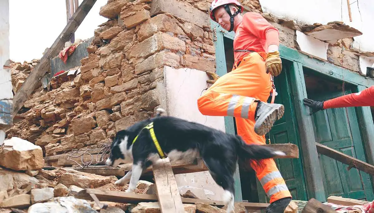 dog searching earthquake ruins