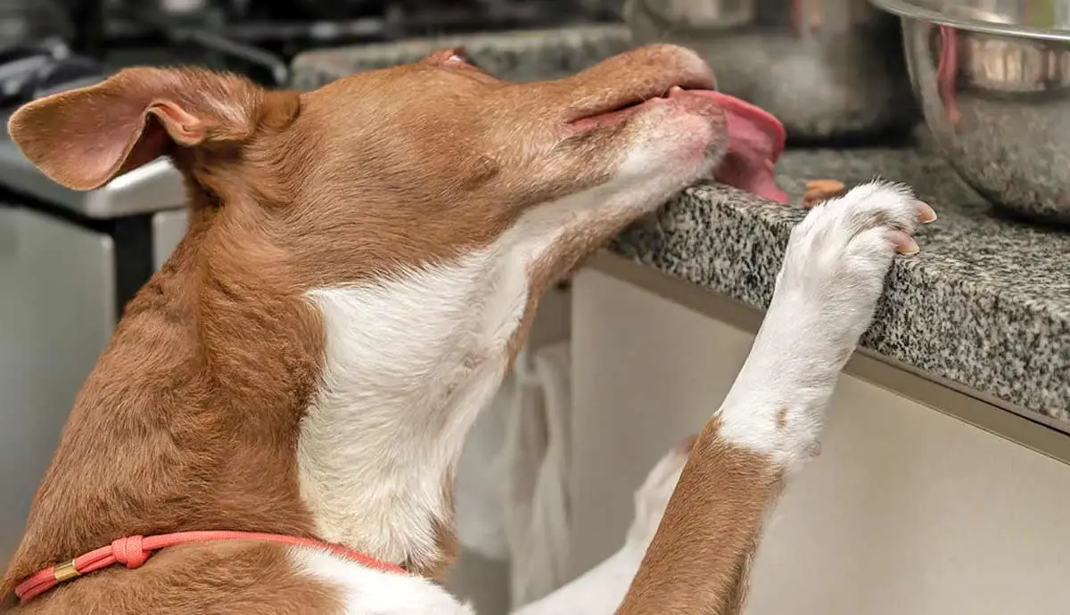 what is counter surfing and why dogs do it