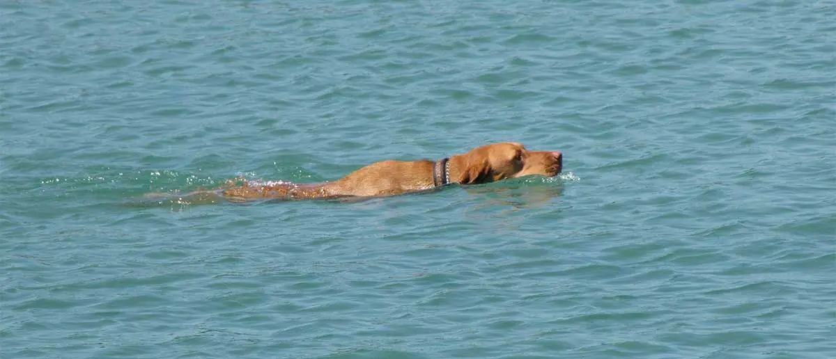 dog swimming in water