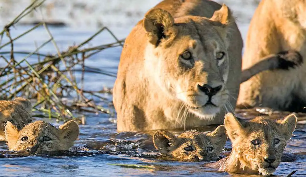 lioness cubs swimming