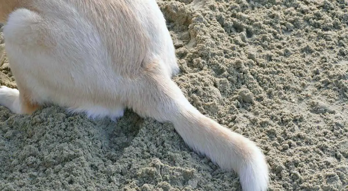 dog tail in sand