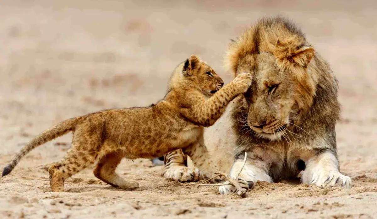 Lion and Cub in Serengeti National Park
