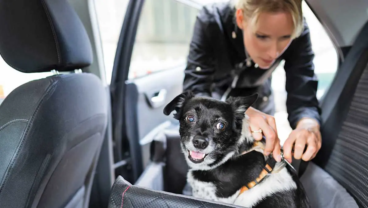 dog car safety seat