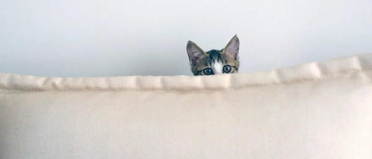 cat hiding behind bed