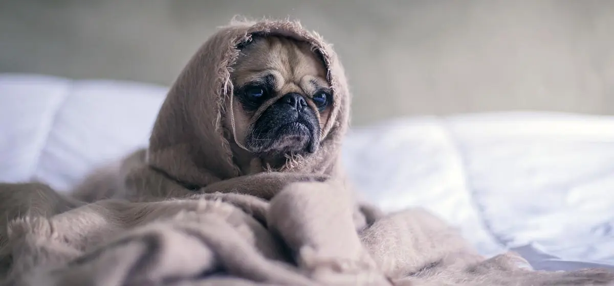 pug wrapped in blanket sitting on bed