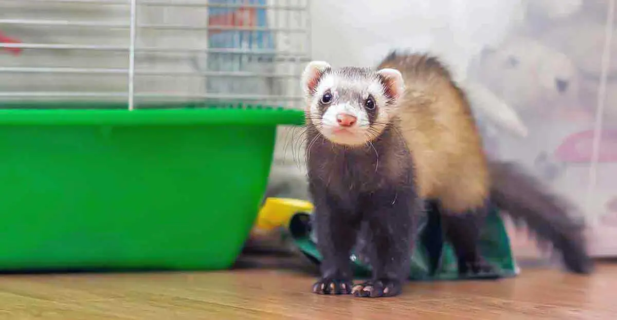 ferret standing next to cage