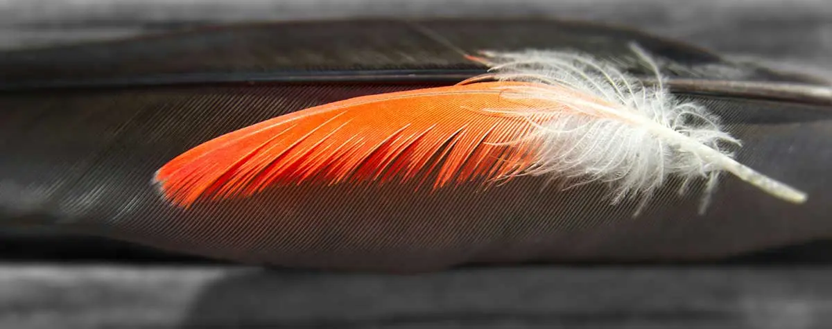 orange bird feather