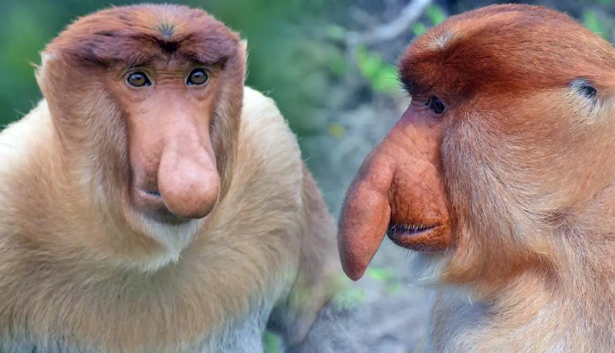 facts proboscis monkeys