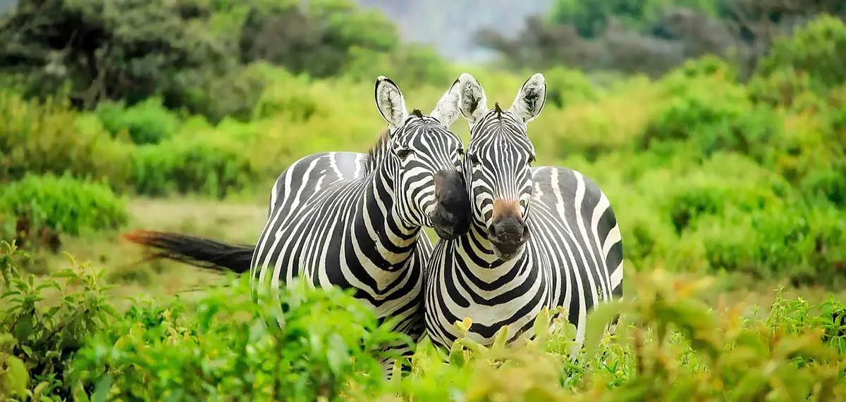 pair of zebras in lush vegetation