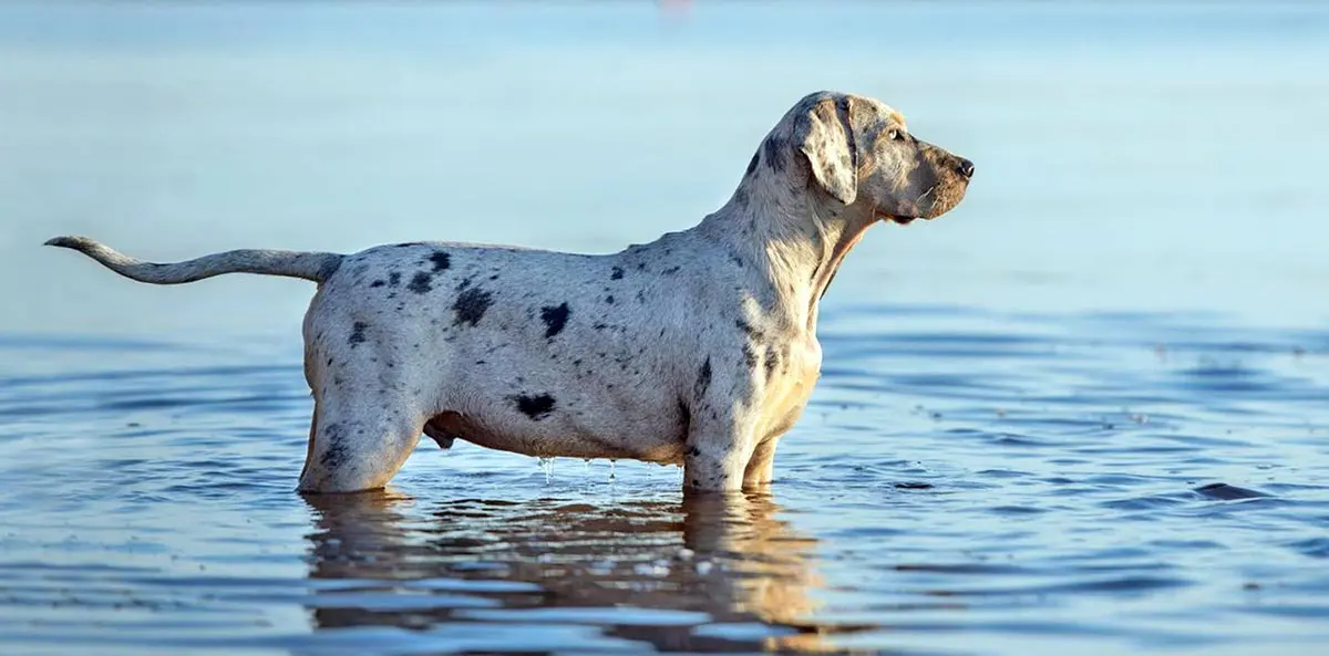 catahoula leopard dog standing in water