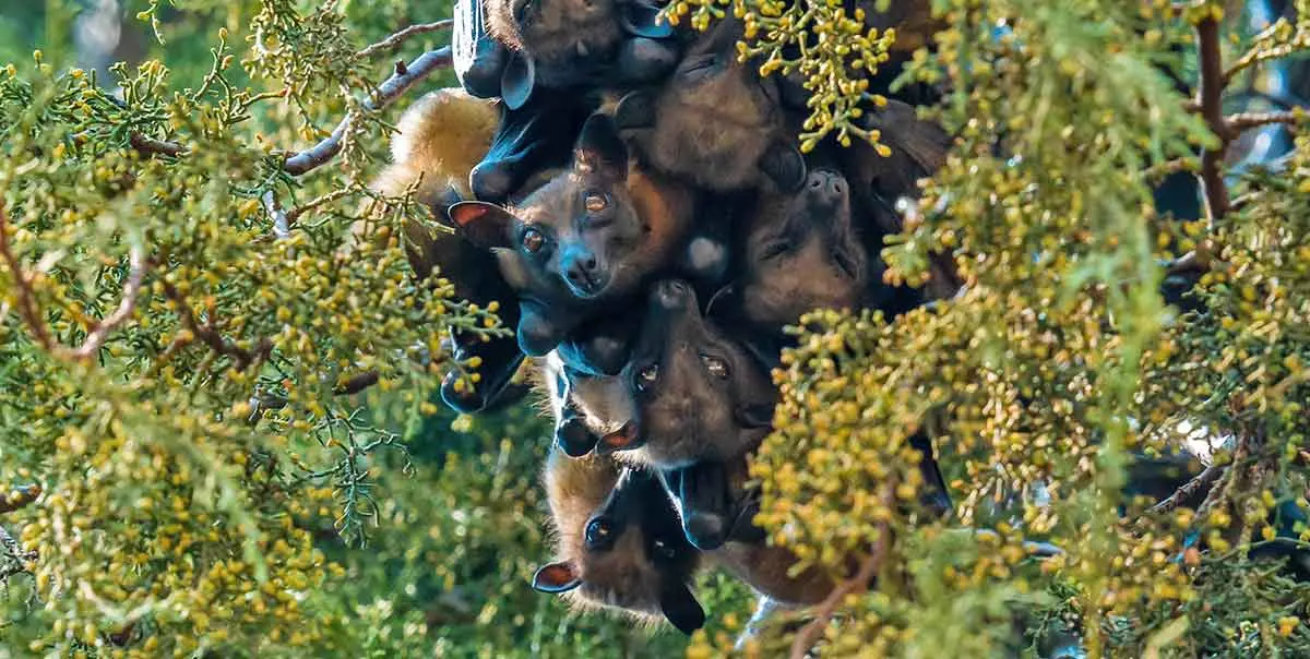 bat colony trees