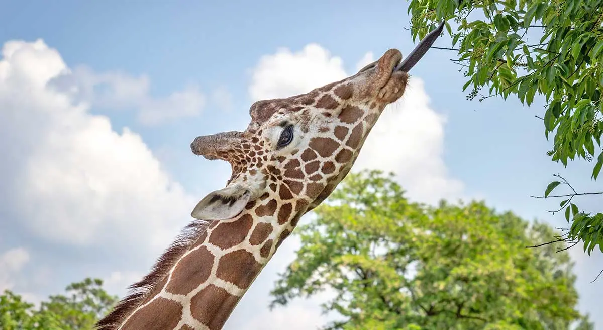 giraffe head eating leaves