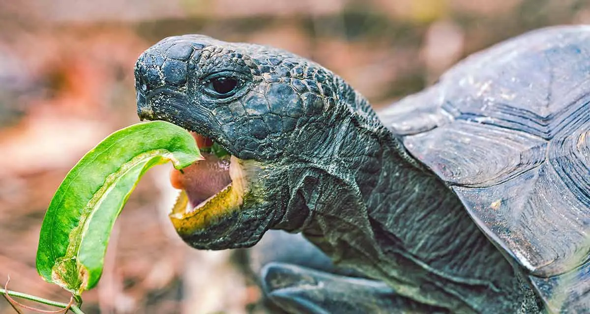 Copy of tortoise biting