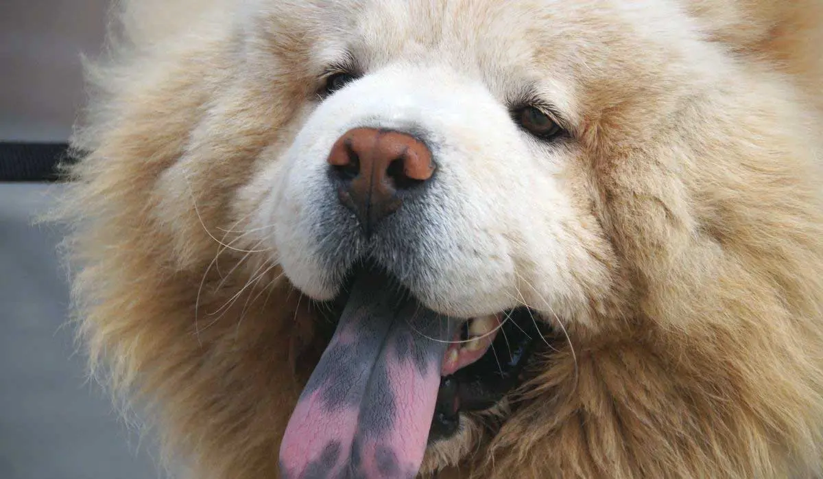 Chow Chow Panting with Purple Tongue