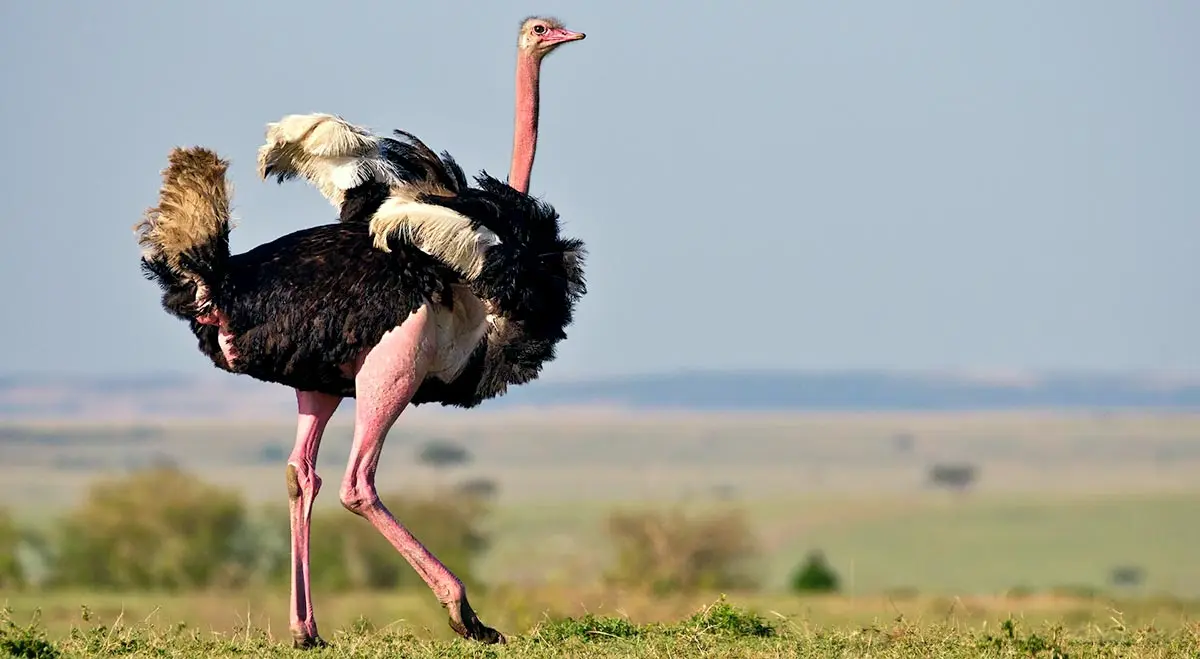 male ostrich walking in the savannah