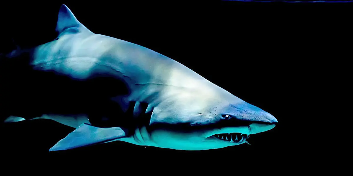 shark swimming with black baxkground