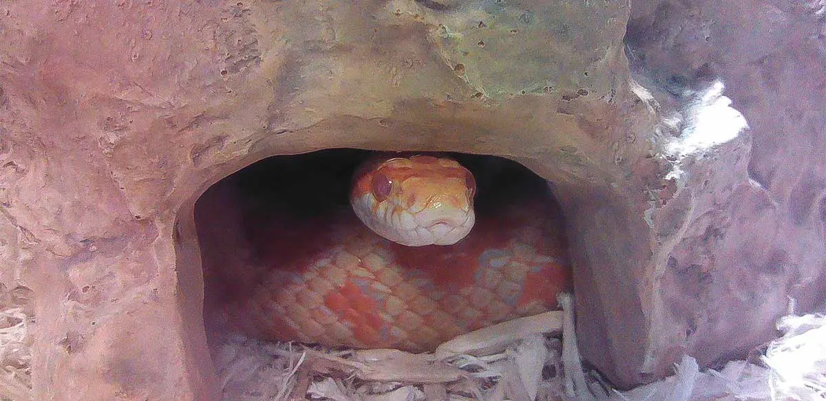 a pet snake under a rock