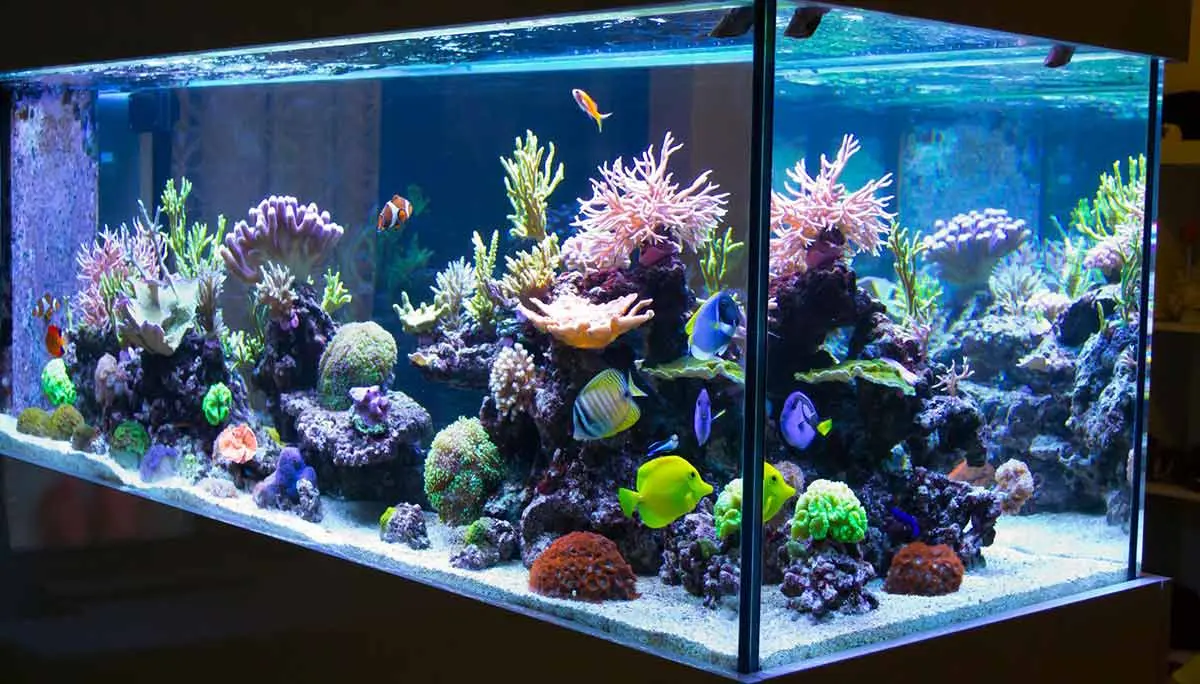 led fish tank lighting